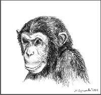 picture Марина Ефремова: Шимпанзе