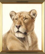 Портрет львицы