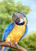 picture Марина Ефремова: Сине-желтый ара