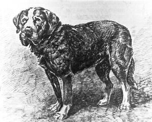 picture Рисунок меделянской собаки
