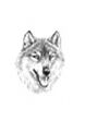picture Марина Ефремова: Проект Sapere Aude - Портрет волка (Йеллоустонский парк, США)