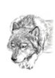 picture Марина Ефремова: Проект Sapere Aude - Старый волк