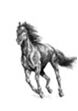 picture Марина Ефремова: Проект Sapere Aude - Темно-гнедой конь (ирландский драг)